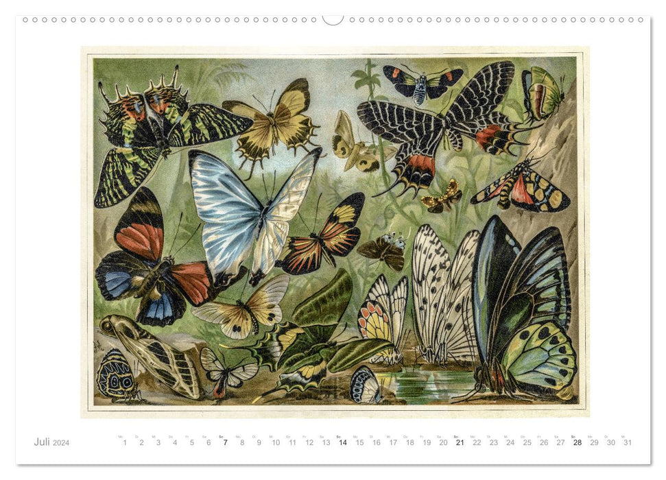 Colorful fauna. Fish, birds, butterflies in graphics from the 19th century (CALVENDO Premium Wall Calendar 2024) 