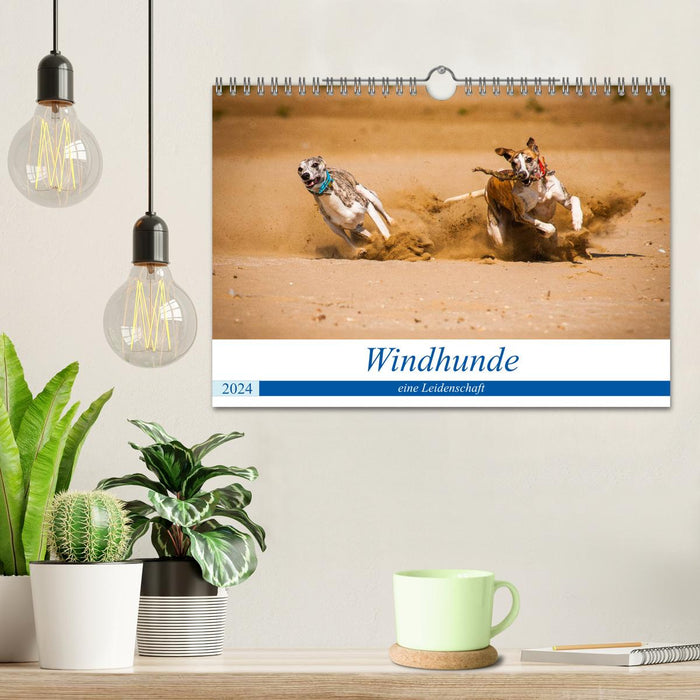 Windhunde - eine Leidenschaft (CALVENDO Wandkalender 2024)