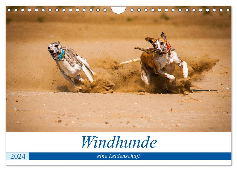 Windhunde - eine Leidenschaft (CALVENDO Wandkalender 2024)