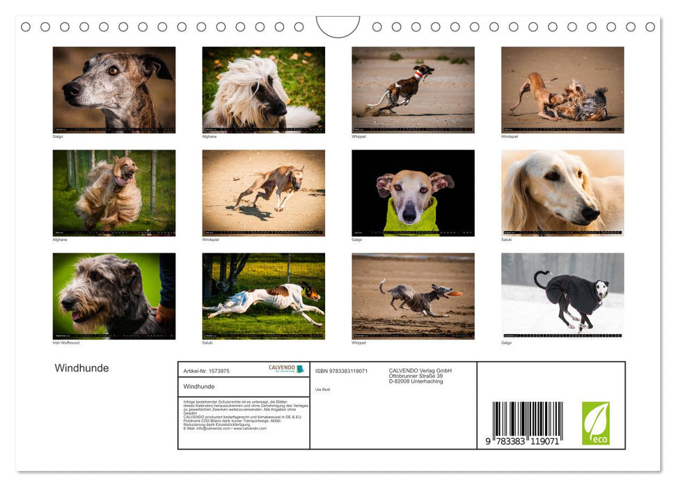 Greyhounds - a passion (CALVENDO wall calendar 2024) 