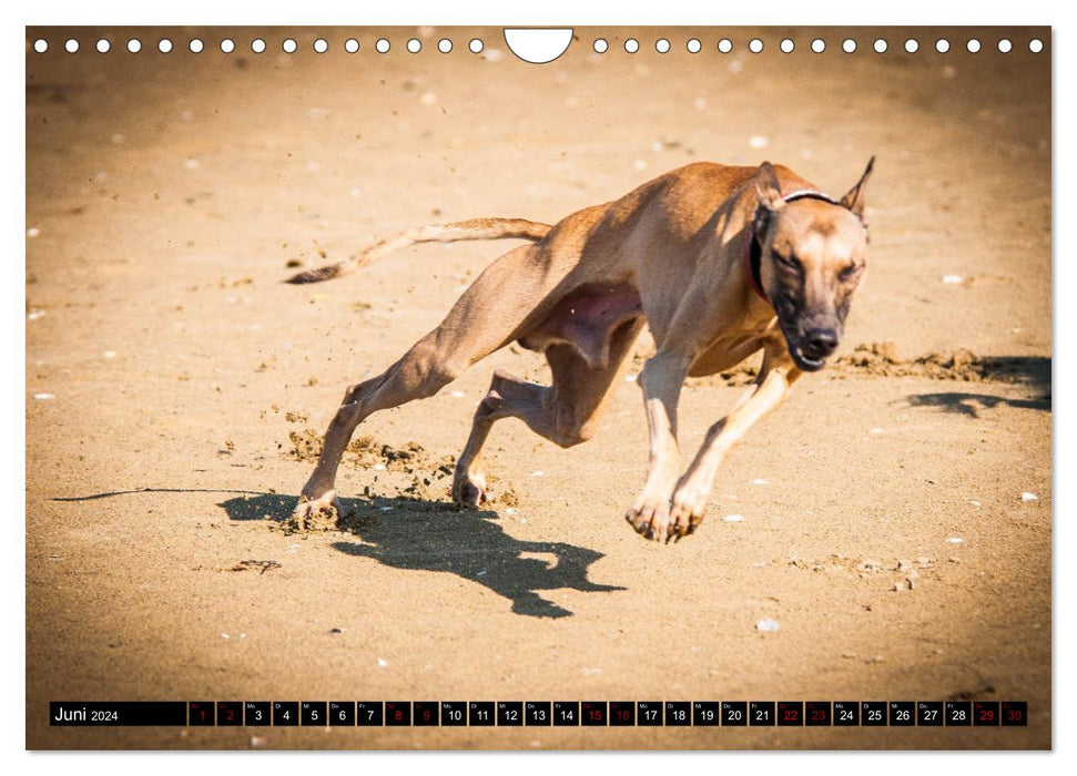 Greyhounds - a passion (CALVENDO wall calendar 2024) 