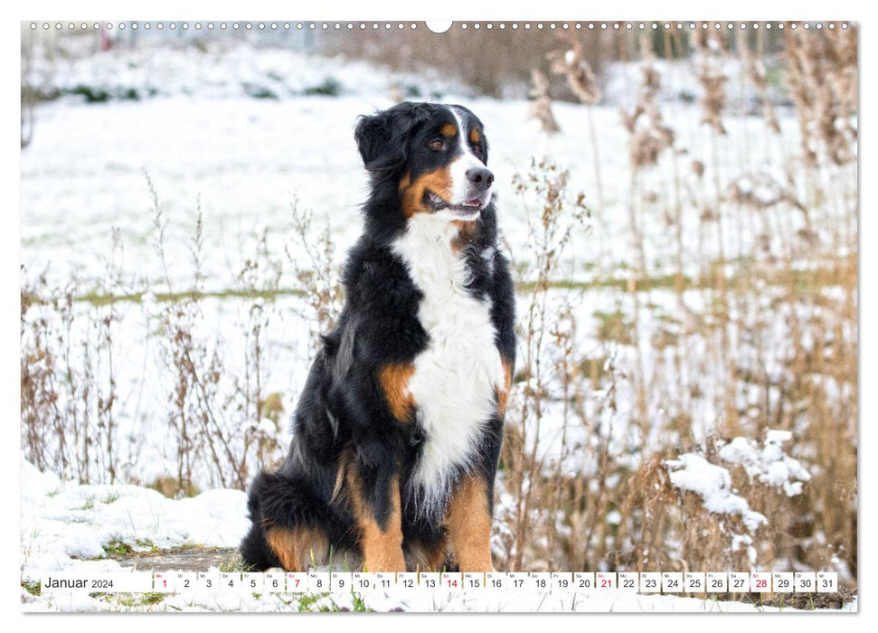 Berner Sennenhunde machen glücklich (CALVENDO Wandkalender 2024)