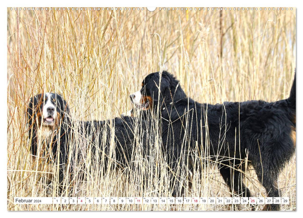 Berner Sennenhunde machen glücklich (CALVENDO Wandkalender 2024)
