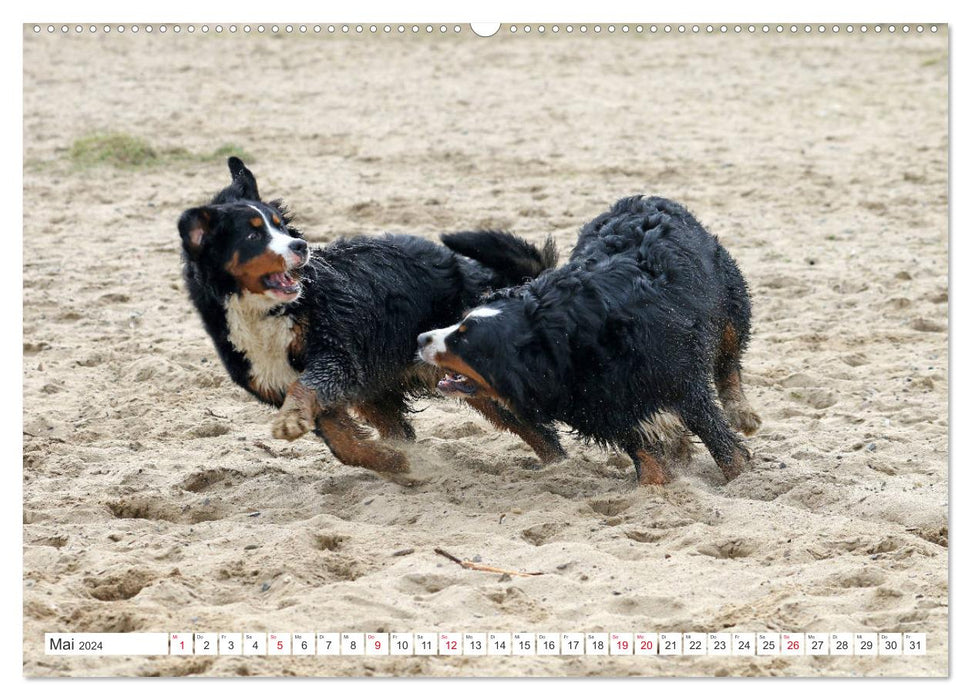 Bernese Mountain Dogs make you happy (CALVENDO wall calendar 2024) 