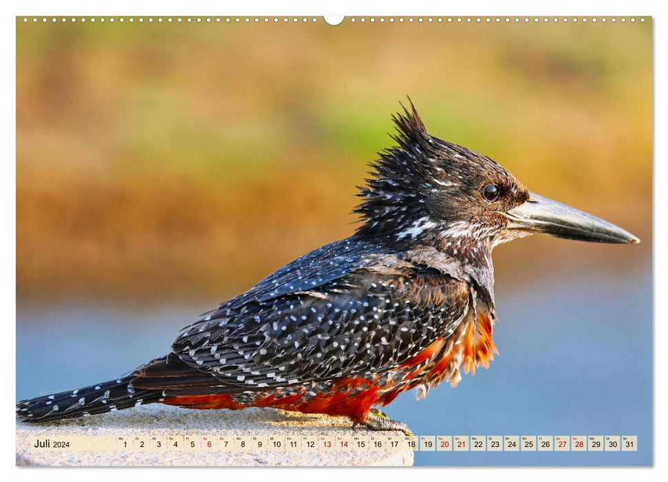 Africa's Bird World 2024 (CALVENDO Premium Wall Calendar 2024) 
