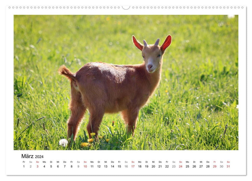 Who's bitching? - Kid edition (CALVENDO wall calendar 2024) 