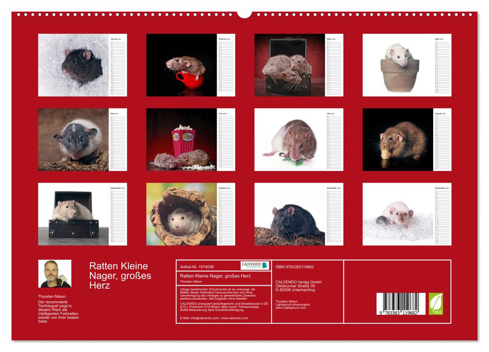 Ratten. Kleine Nager, großes Herz. (CALVENDO Premium Wandkalender 2024)
