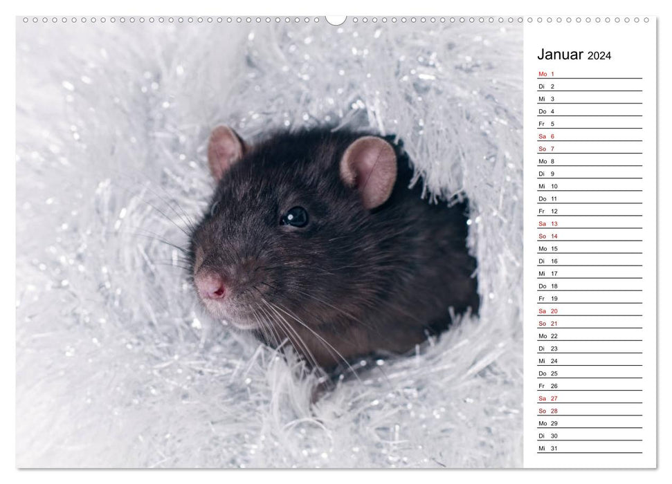 Ratten. Kleine Nager, großes Herz. (CALVENDO Premium Wandkalender 2024)