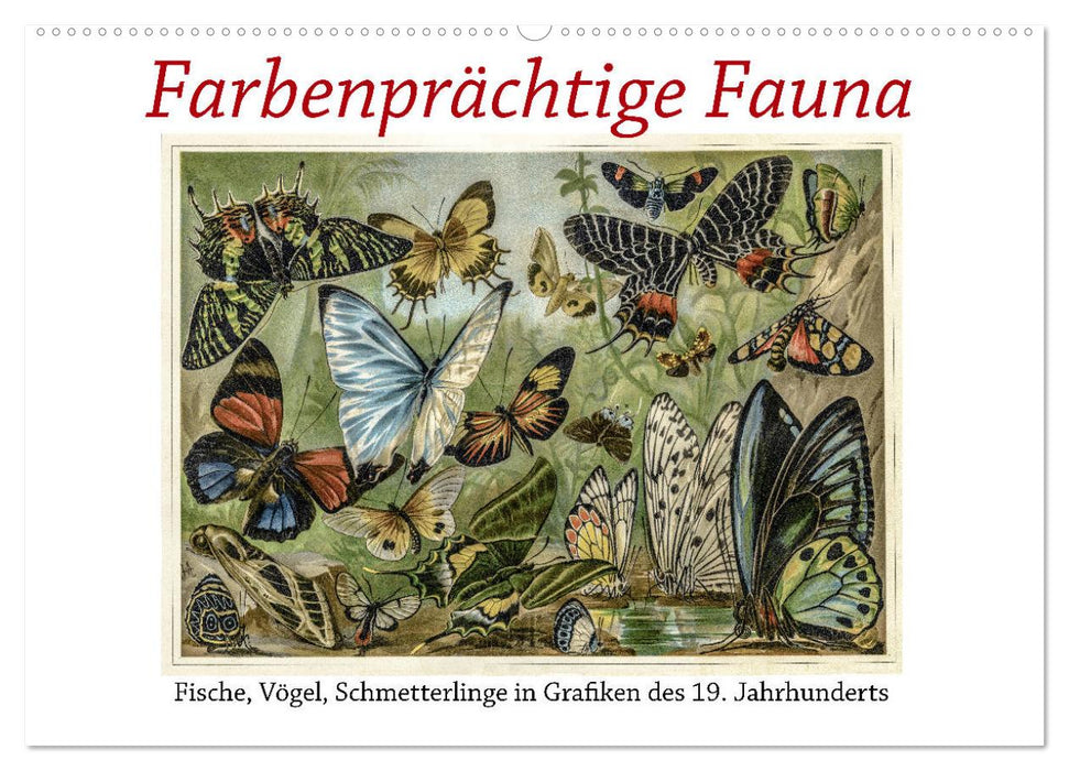 Colorful fauna. Fish, birds, butterflies in graphics from the 19th century (CALVENDO wall calendar 2024) 