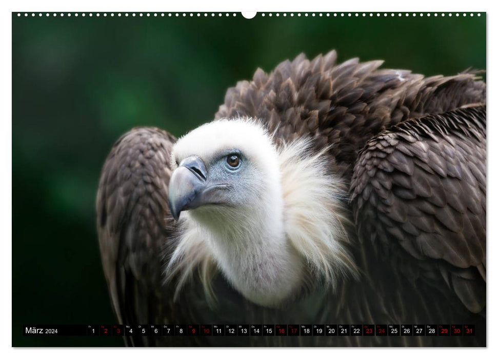 Wild Animals - Wild Animals (CALVENDO Wall Calendar 2024) 