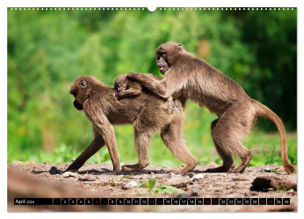 Wild Animals - Wild Animals (CALVENDO Wall Calendar 2024) 