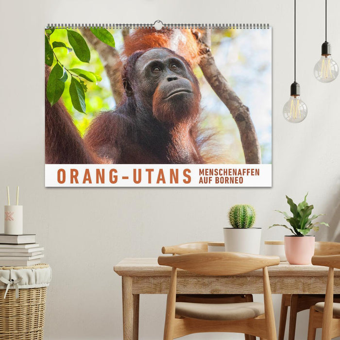 Orangutans Great Apes on Borneo (CALVENDO Wall Calendar 2024) 