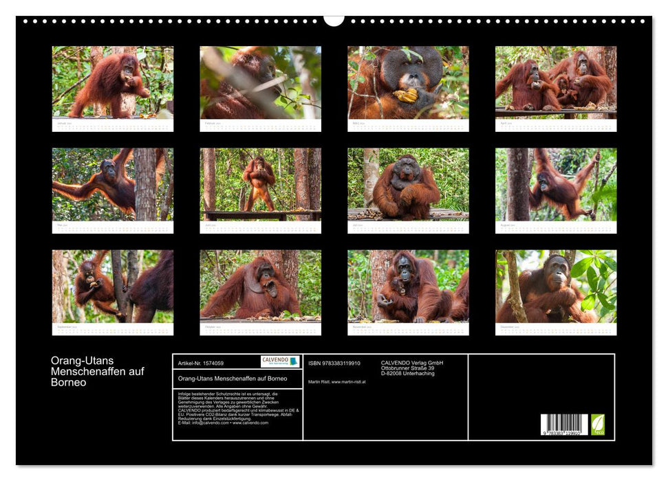 Orang-Utans Menschenaffen auf Borneo (CALVENDO Wandkalender 2024)