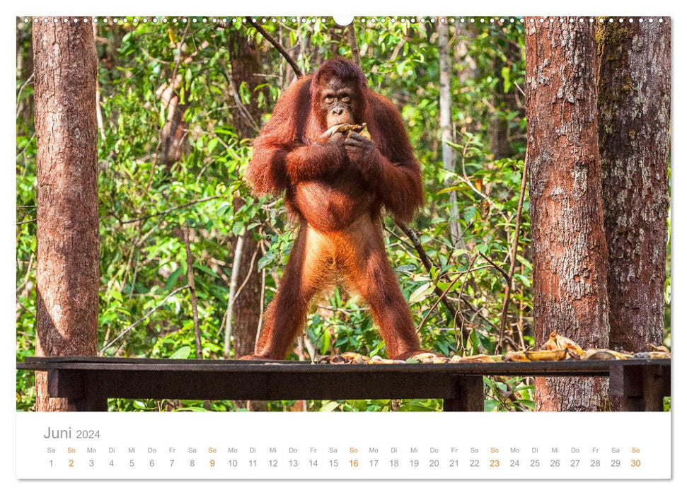 Orang-Utans Menschenaffen auf Borneo (CALVENDO Wandkalender 2024)