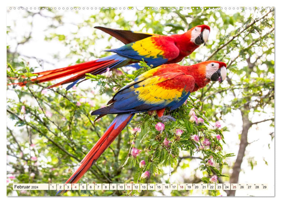 Costa Rica - Farben des Regenwaldes (CALVENDO Premium Wandkalender 2024)