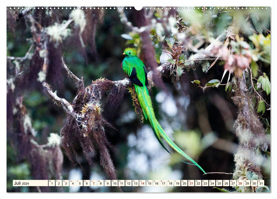 Costa Rica - Farben des Regenwaldes (CALVENDO Premium Wandkalender 2024)