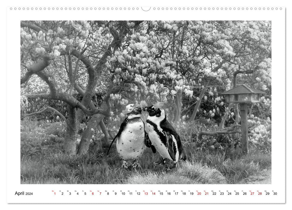 Pinguine privat (CALVENDO Premium Wandkalender 2024)