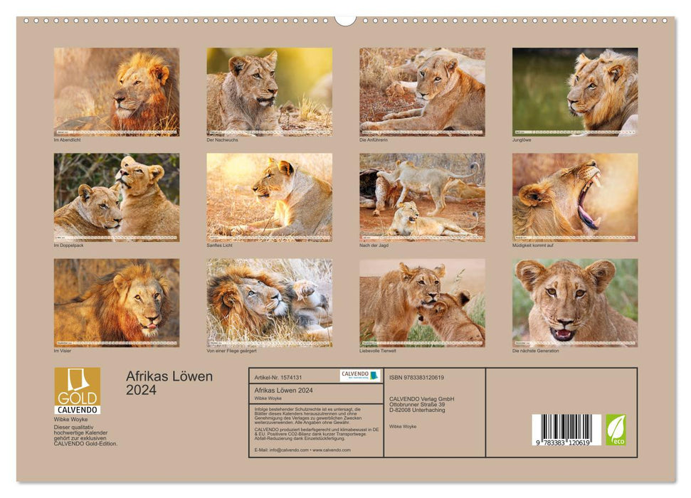 Afrikas Löwen 2024 (CALVENDO Premium Wandkalender 2024)