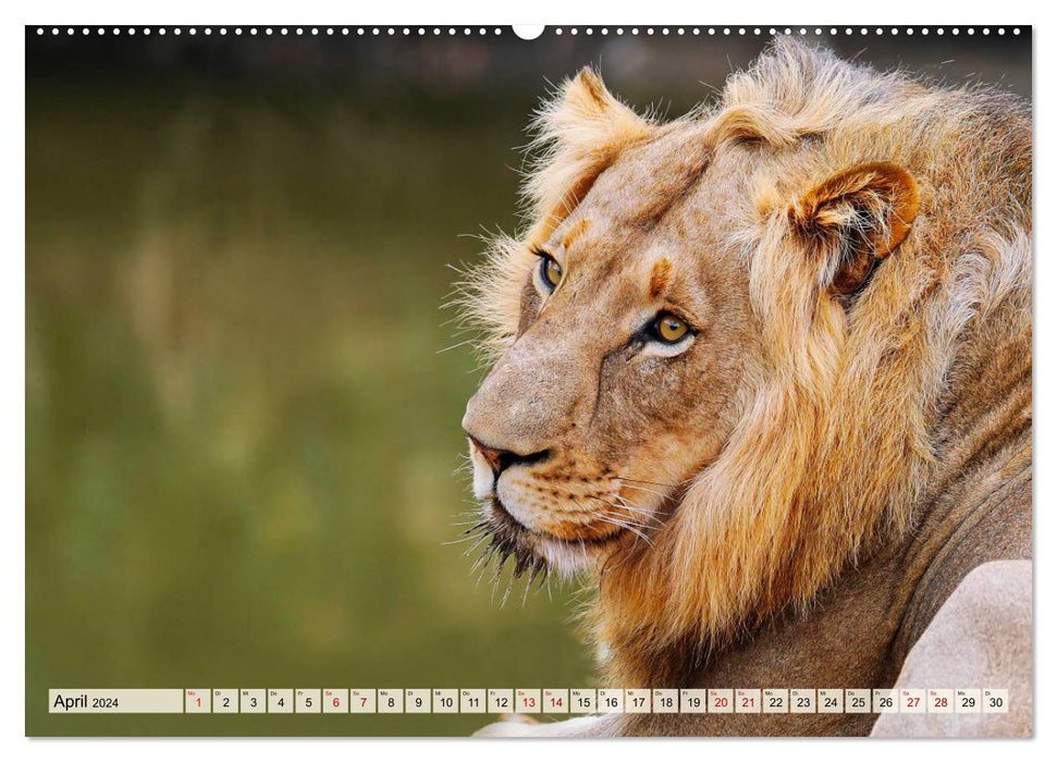 Afrikas Löwen 2024 (CALVENDO Premium Wandkalender 2024)