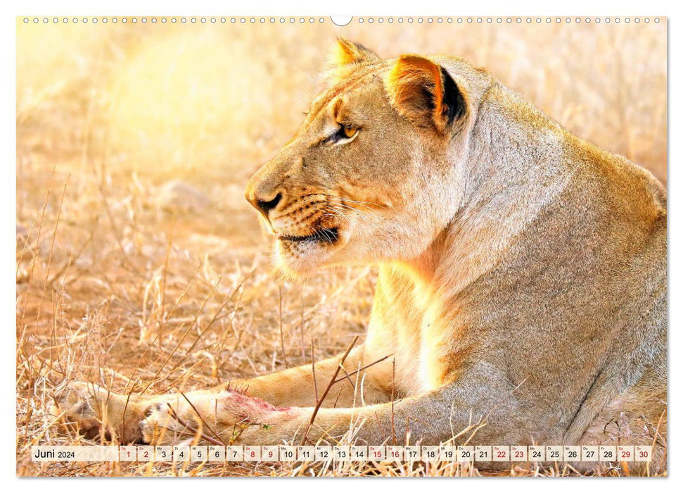 Africa's Lions 2024 (CALVENDO Premium Wall Calendar 2024) 