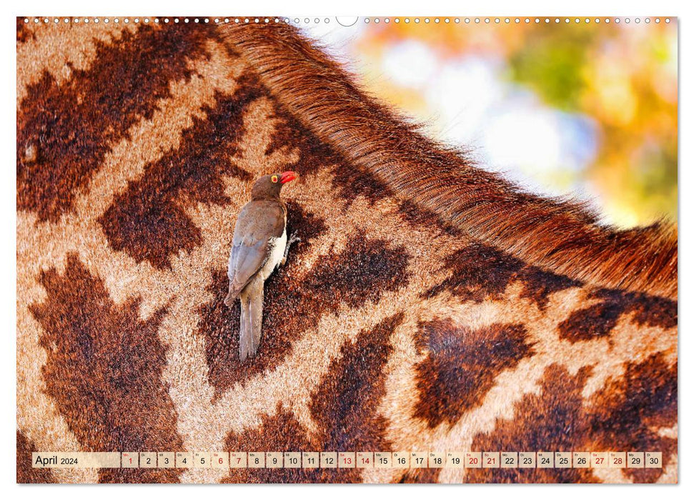 Africa's Bird World 2024 (CALVENDO Wall Calendar 2024) 