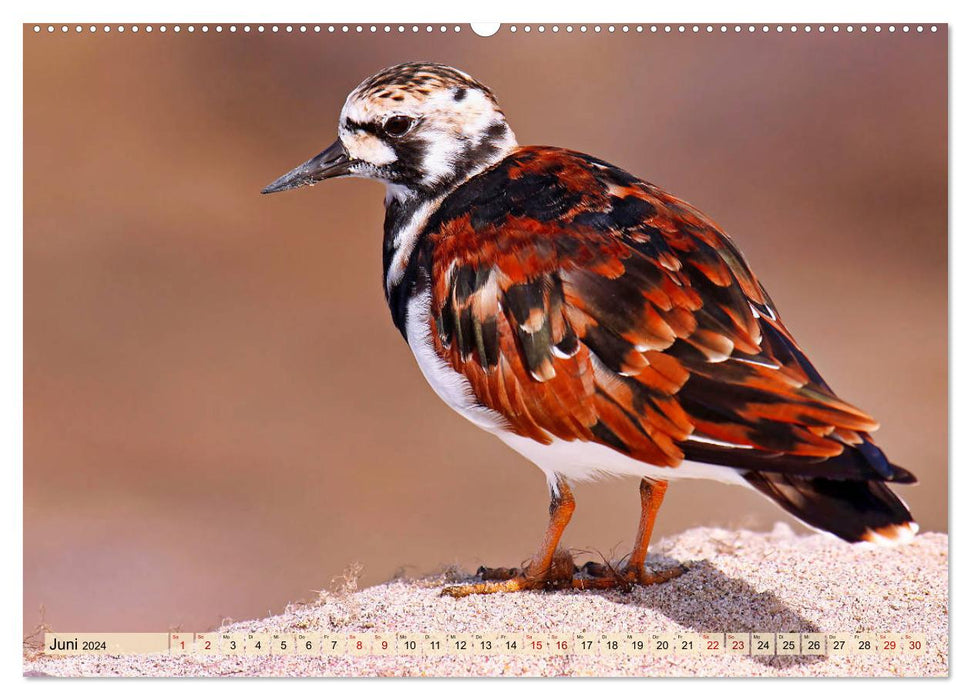 Africa's Bird World 2024 (CALVENDO Wall Calendar 2024) 
