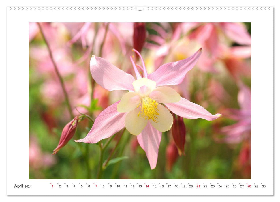 Akeleien im Garten (CALVENDO Premium Wandkalender 2024)