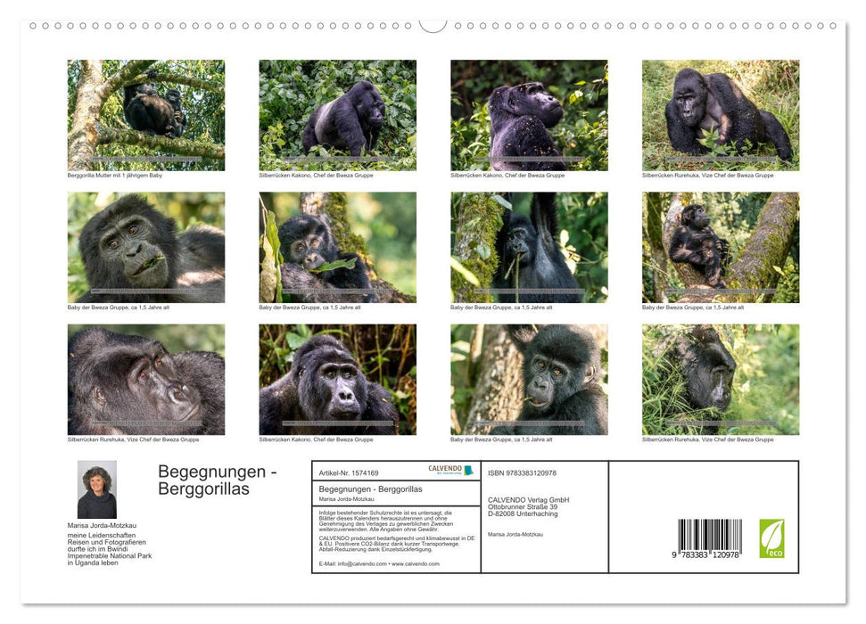 Begegnungen - Berggorillas im Bwindi Nationalpark (CALVENDO Premium Wandkalender 2024)