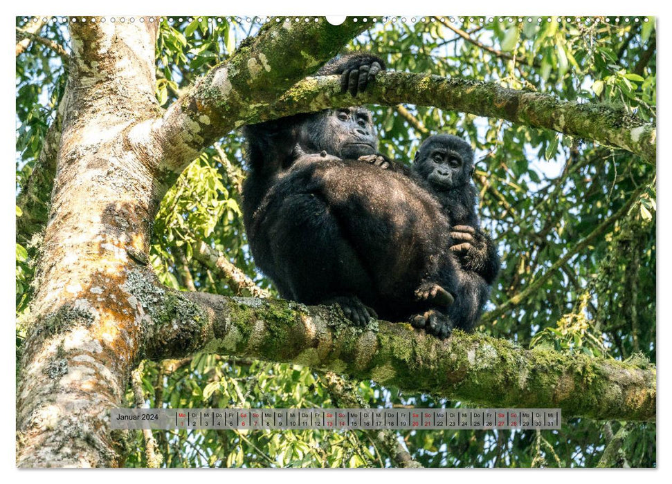 Begegnungen - Berggorillas im Bwindi Nationalpark (CALVENDO Premium Wandkalender 2024)