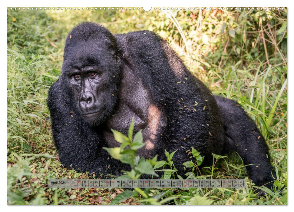 Begegnungen - Berggorillas im Bwindi Nationalpark (CALVENDO Premium Wandkalender 2024)