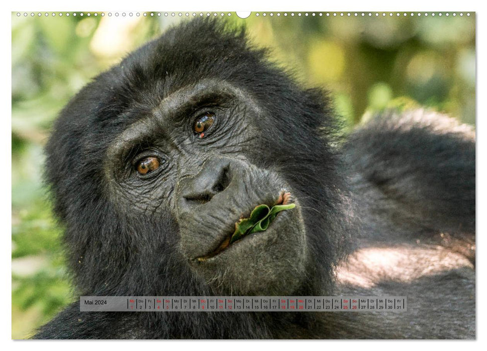 Begegnungen - Berggorillas im Bwindi Nationalpark (CALVENDO Premium Wandkalender 2024)