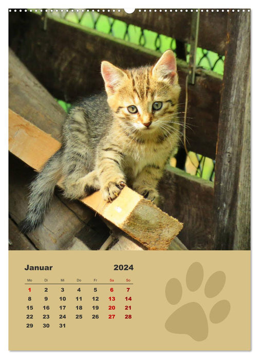Chats sauvages, petits chats sauvages découvrent le monde (Calendrier mural CALVENDO Premium 2024) 