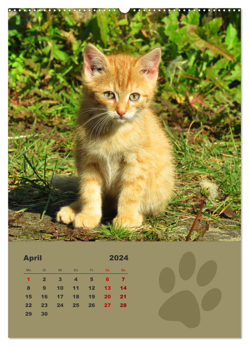Chats sauvages, petits chats sauvages découvrent le monde (Calendrier mural CALVENDO Premium 2024) 