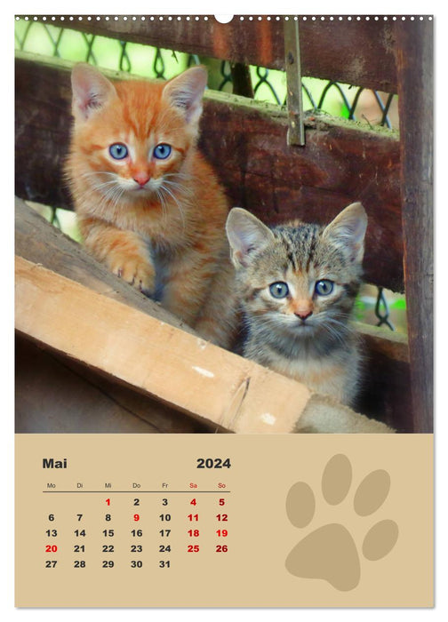 Wild cats, little wild cats discover the world (CALVENDO Premium Wall Calendar 2024) 