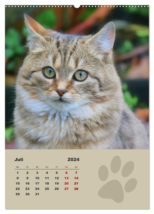 Wilde Tätzchen, kleine wilde Katzen entdecken die Welt (CALVENDO Premium Wandkalender 2024)