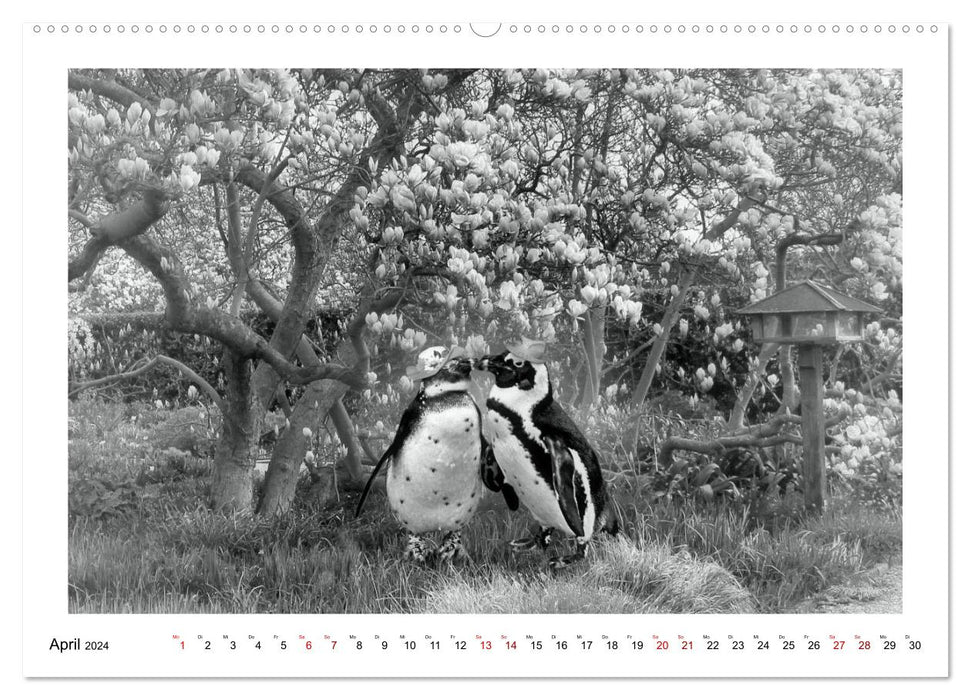 Pinguine privat (CALVENDO Wandkalender 2024)