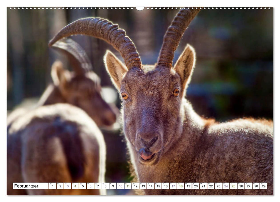 Steinböcke - imposante Tiere (CALVENDO Premium Wandkalender 2024)