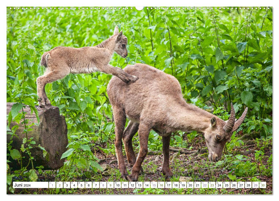 Steinböcke - imposante Tiere (CALVENDO Premium Wandkalender 2024)