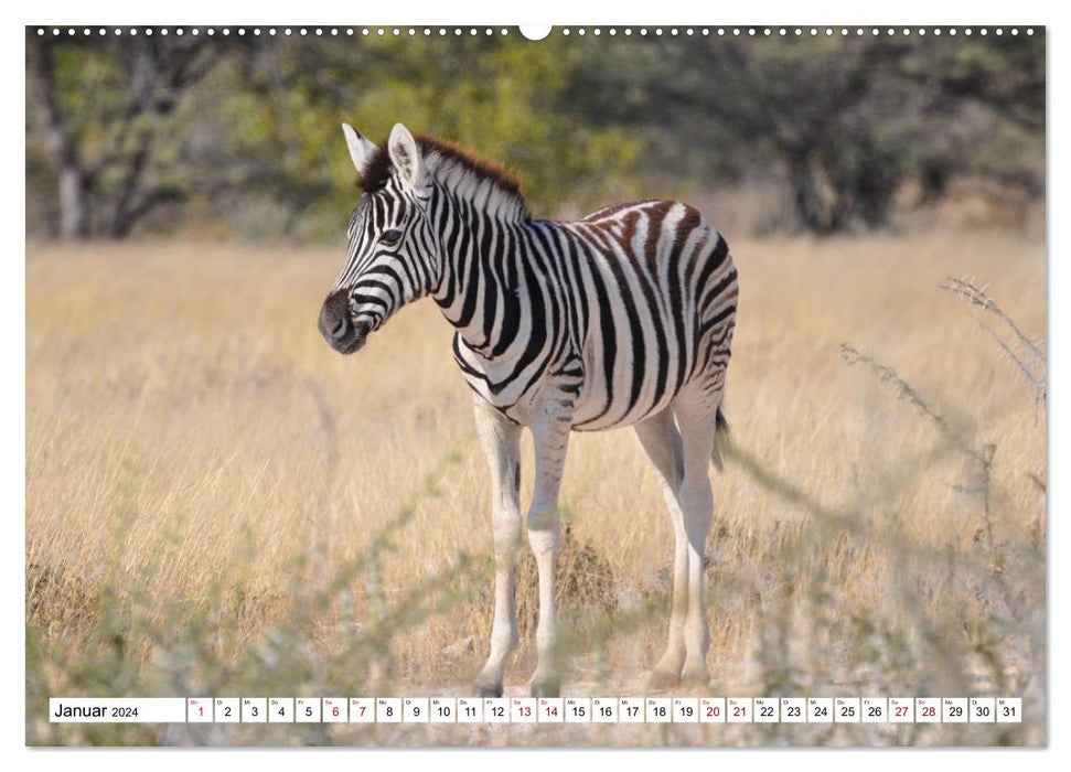 Zebras, Stars in Streifen (CALVENDO Premium Wandkalender 2024)