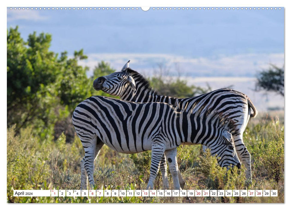 Zebras, stars in stripes (CALVENDO Premium Wall Calendar 2024) 