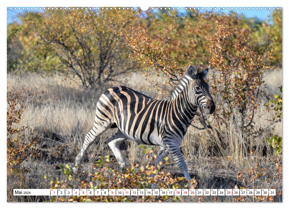 Zebras, Stars in Streifen (CALVENDO Premium Wandkalender 2024)
