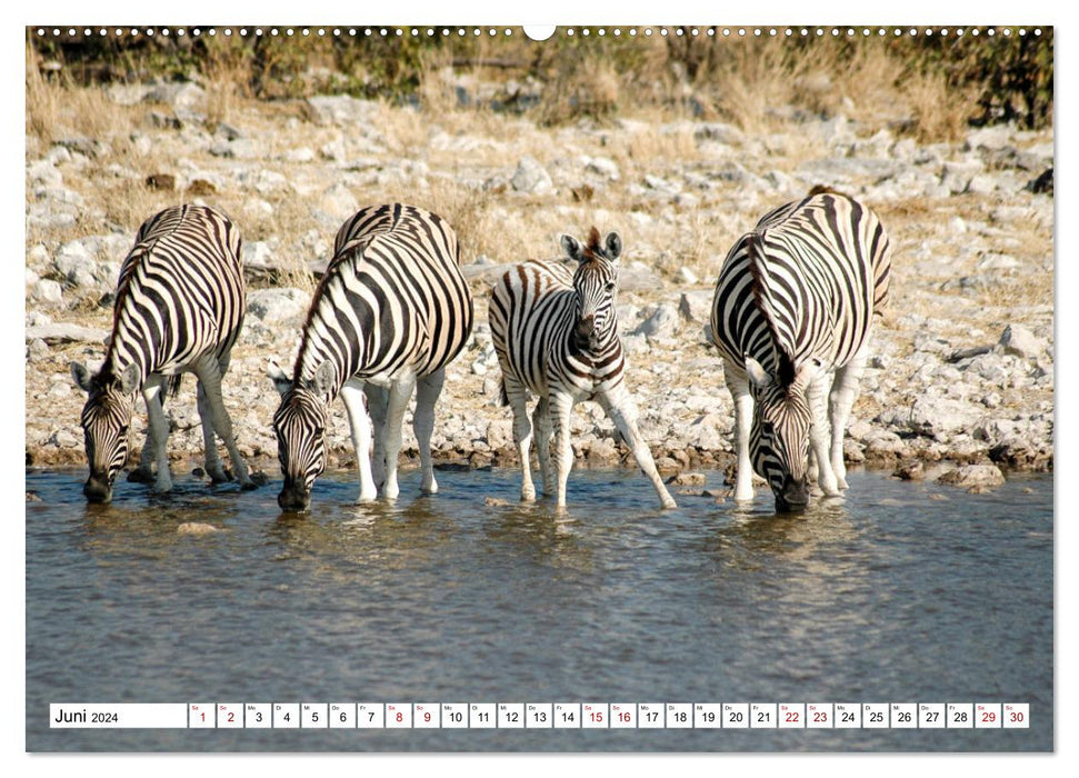 Zebras, Stars in Streifen (CALVENDO Premium Wandkalender 2024)