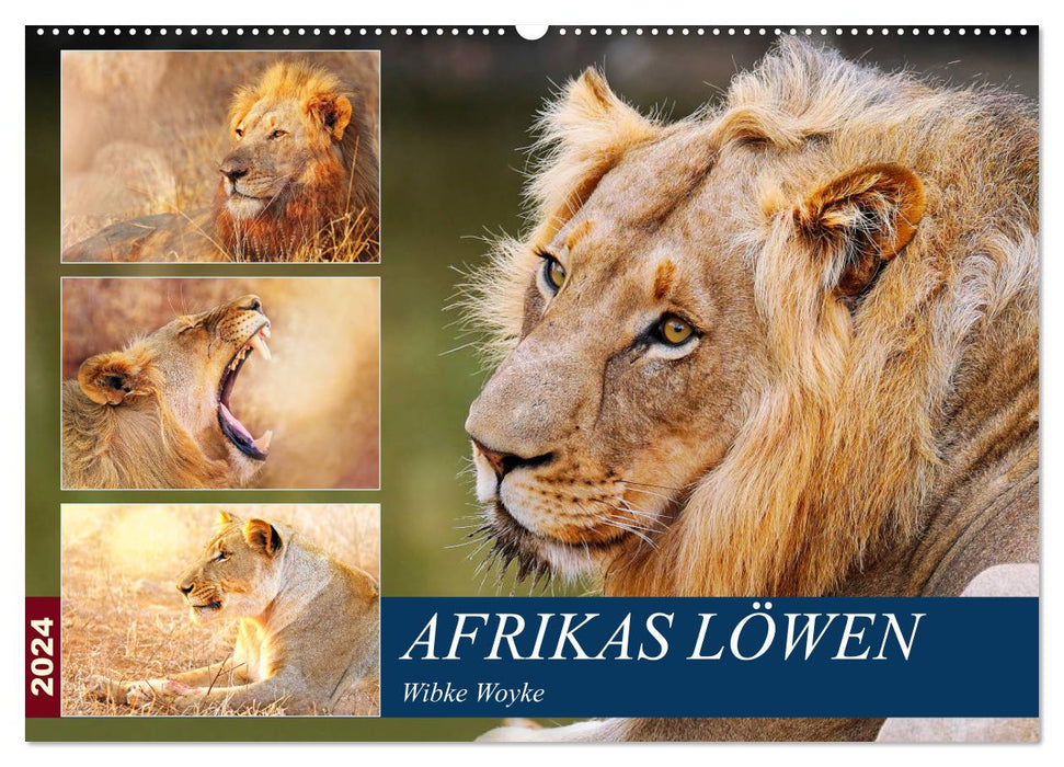 Afrikas Löwen 2024 (CALVENDO Wandkalender 2024)