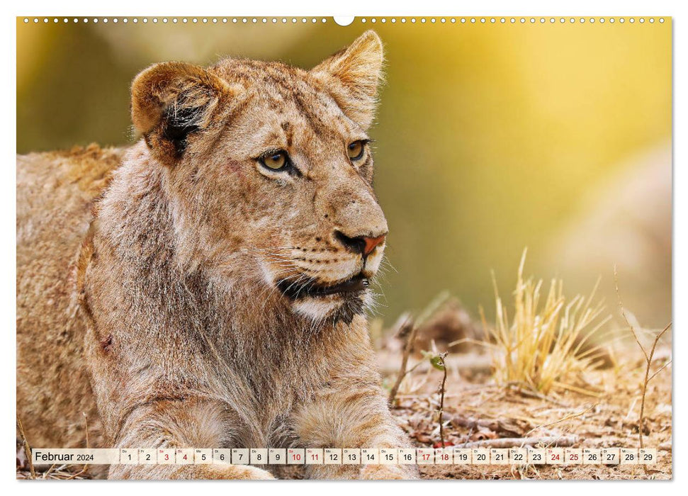 Afrikas Löwen 2024 (CALVENDO Wandkalender 2024)