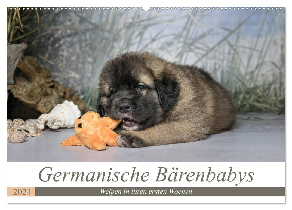 Germanic bear cubs (CALVENDO wall calendar 2024) 