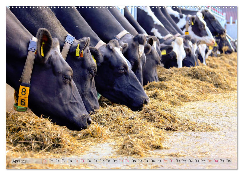 Sanfte Holsteiner (CALVENDO Premium Wandkalender 2024)