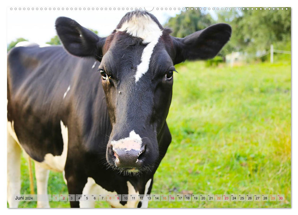 Sanfte Holsteiner (CALVENDO Premium Wandkalender 2024)