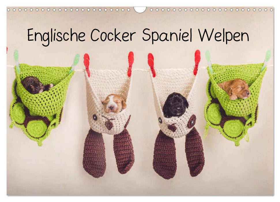 Englische Cocker Spaniel Welpen (CALVENDO Wandkalender 2024)