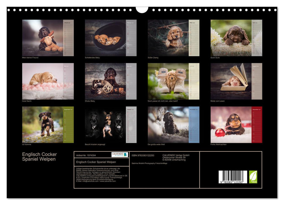 Englische Cocker Spaniel Welpen (CALVENDO Wandkalender 2024)