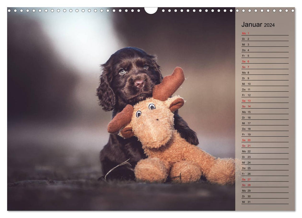 Englische Cocker Spaniel Welpen (CALVENDO Wandkalender 2024)